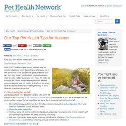 Our Top Pet Health Tips for Autumn