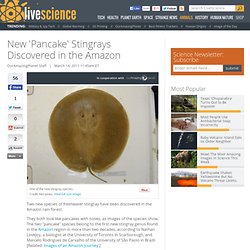 New 'Pancake' Stingrays Discovered in the Amazon