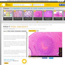 Ovaire, corps jaune II dans - image interactive