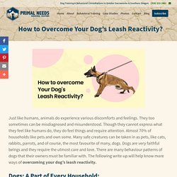 How to Overcome Your Dog's Leash Reactivity?