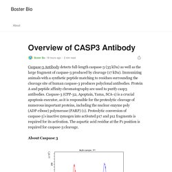 Overview of CASP3 Antibody. Caspase-3 Antibody detects full-length…