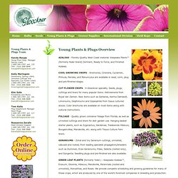 Young Plants and Plugs Overview - Fred C. Gloeckner & Company Inc. - Bulbs, Seeds, Plants, Supplies from World Wide Sources