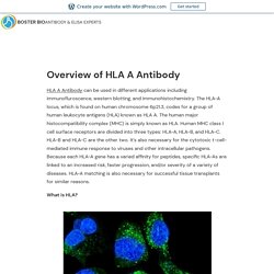 Overview of HLA  A Antibody – Boster Bio