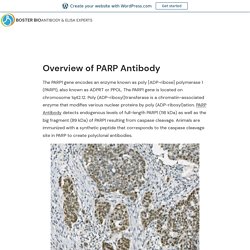 Overview of PARP Antibody – Boster Bio