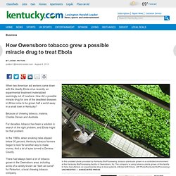 How Owensboro tobacco grew a possible miracle drug to treat Ebola