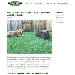 Why Pet Owners Should Choose Synthetic Grass for Pets in Tracy