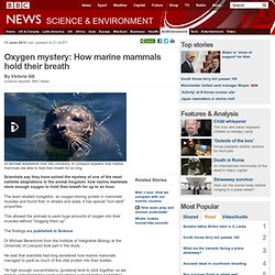 Oxygen mystery: How marine mammals hold their breath