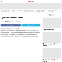 Oyster as a Farm Animal - PetTime