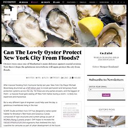 Can The Lowly Oyster Protect New York City From Floods?