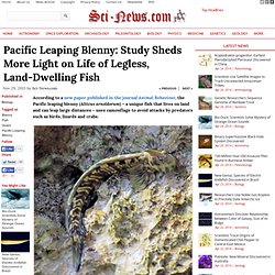 Pacific Leaping Blenny: Study Sheds More Light on Life of Legless, Land-Dwelling Fish