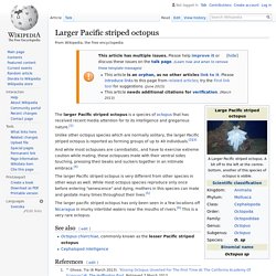 Larger Pacific striped octopus - Wikipedia