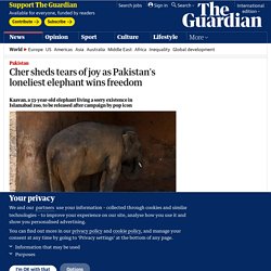 Cher sheds tears of joy as Pakistan's loneliest elephant wins freedom