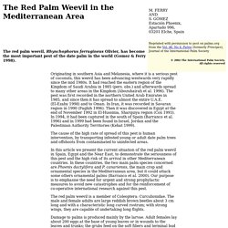 The Red Palm Weevil in the Mediterranean Area