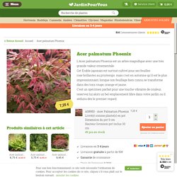 Acheter Acer palmatum Phoenix - Meilleur rapport qualité prix - Jardinpourvous