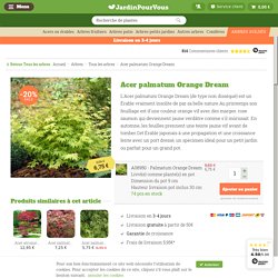 Acheter Acer palmatum Orange Dream - Meilleur rapport qualité prix - Jardinpourvous