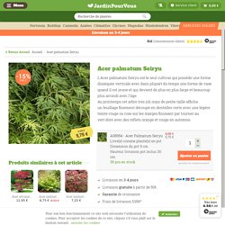 Acheter Acer palmatum Seiryu - Meilleur rapport qualité prix - Jardinpourvous