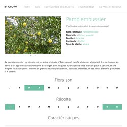 Pamplemoussier (Citrus x paradisi): culture, plantation, entretien.