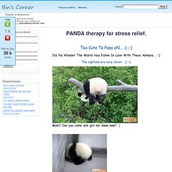 PANDA therapy for stress relief.