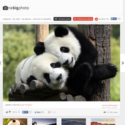 pandas in love photo