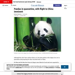 Pandas in quarantine, with flight to China imminent