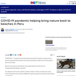 COVID-19 pandemic helping bring nature back to beaches in Peru