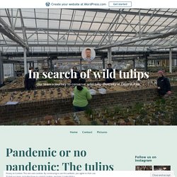 Pandemic or no pandemic: The tulips will grow – In search of wild tulips