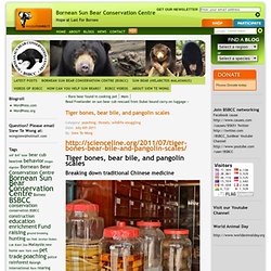 Tiger bones, bear bile, and pangolin scales – Bornean Sun Bear Conservation Centre