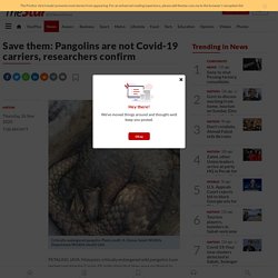 thestar_com_my 26/11/20 Save them: Pangolins are not Covid-19 carriers, researchers confirm