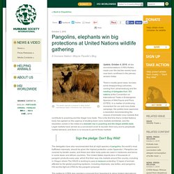 Pangolins, elephants win big protections at United Nations wildlife gathering