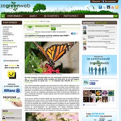 Les papillons monarques sont-ils victimes des OGM ?