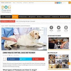 Canine Paralysis Symptoms, Causes And Treatment