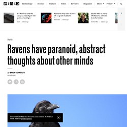 Ravens have paranoid, abstract thoughts about other minds