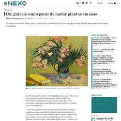 Um guia de como parar de matar plantas em casa - Nexo Jornal