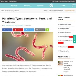 Parasites: Types, Symptoms, Tests, and Treatment - Microbe Formulas™
