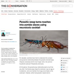Parasitic wasp turns roaches into zombie slaves using neurotoxic cocktail