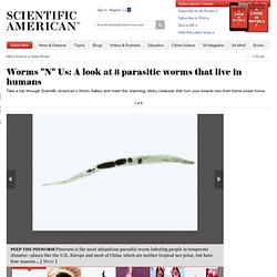 Worms "N" Us: A look at 8 parasitic worms that live in humans: Scientific American Slideshows