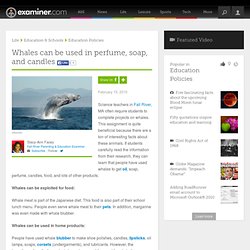 Whales can be used in perfume, soap, and candles - Boston Parenting & Education