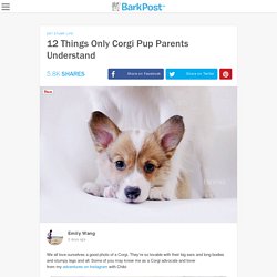 12 Things Only Corgi Pup Parents Understand