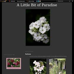 Parfums - A Little Bit of Paradise