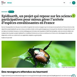 INRAE 13/08/21 Epidisarth, un projet qui repose sur les sciences participatives pour mieux gérer l’arrivée d’espèces envahissantes en France