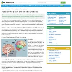 Parts of the Brain and Their Functions
