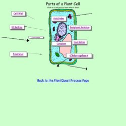 Parts of a Plant Cell