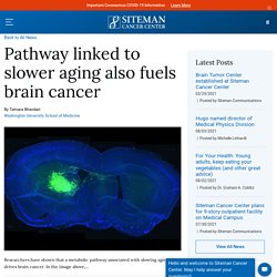Pathway linked to slower aging also fuels brain cancer - Siteman Cancer Center