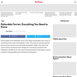 Patterdale Terrier: Everything You Need to Know - PetTime