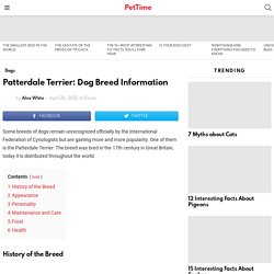 Patterdale Terrier: Dog Breed Information - PetTime