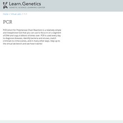 PCR Virtual Lab