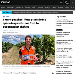 Saturn peaches, Pluto plums bring space-inspired stone fruit to supermarket shelves