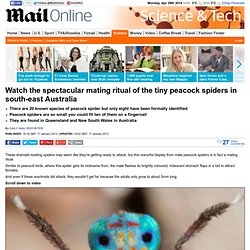 Peacock spiders (Maratus volans): Rare photos of stunning tiny peacock spiders found in south-east Australia