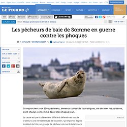 Les pêcheurs de baie de Somme en guerre contre les phoques