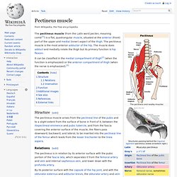 Pectineus muscle